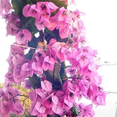 A&n Pako Tane - Two Bedroom With Terrace A3