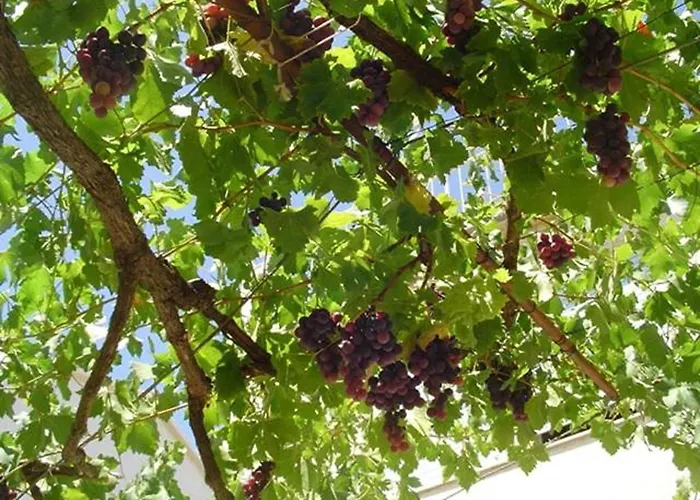 A&n Pako Tane - Two Bedroom With Terrace A3 * Pakostane