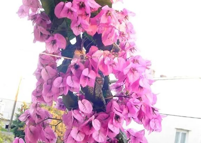 A&n Pako Tane - Two Bedroom With Terrace A3